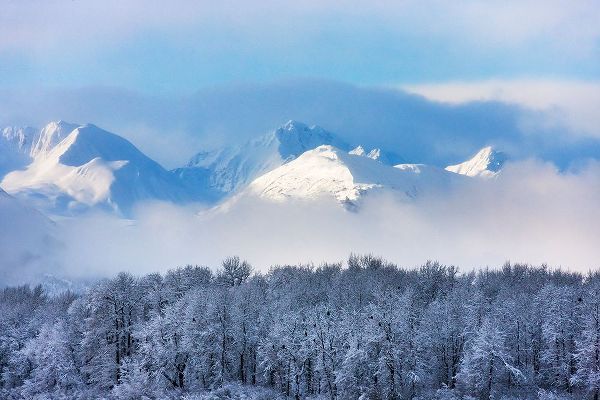Su, Keren 아티스트의 Landscape of forest and snow mountain-Haines-Alaska-USA작품입니다.
